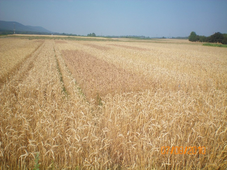 The symptoms of Fusarium Head Scab fade as the wheat ripens and bleaches.   Color differences among the cultivars in the small plots are apparent.