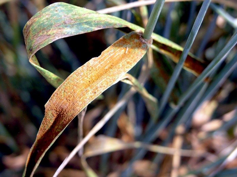 Wheat rust late in the season.