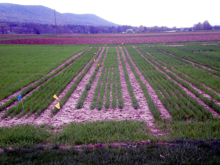 Wheat planted in the fall at the Rock Springs farm will provide research plots the following spring/summer.  