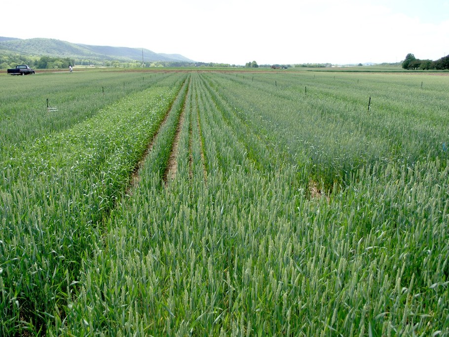 The wheat heads have emerged on some plots and flowering has begun.   It will soon be ready to inoculate the wheat.