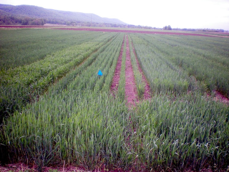 Cultivar differences between the various small plots are beginning to show. Wheat is approaching 'boot' stage when the wheat heads will emerge from the leaf sheath.