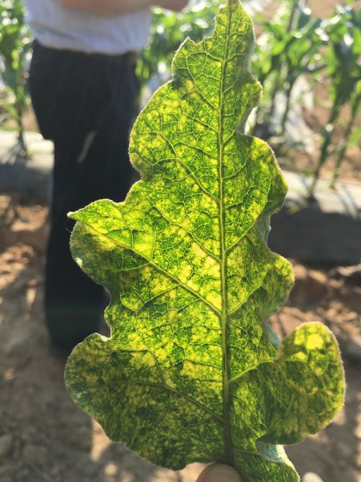 Evidence of plant virus in eggplant. Image: Cristina Rosa