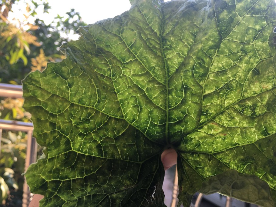 Evidence of plant virus. Image: Cristina Rosa