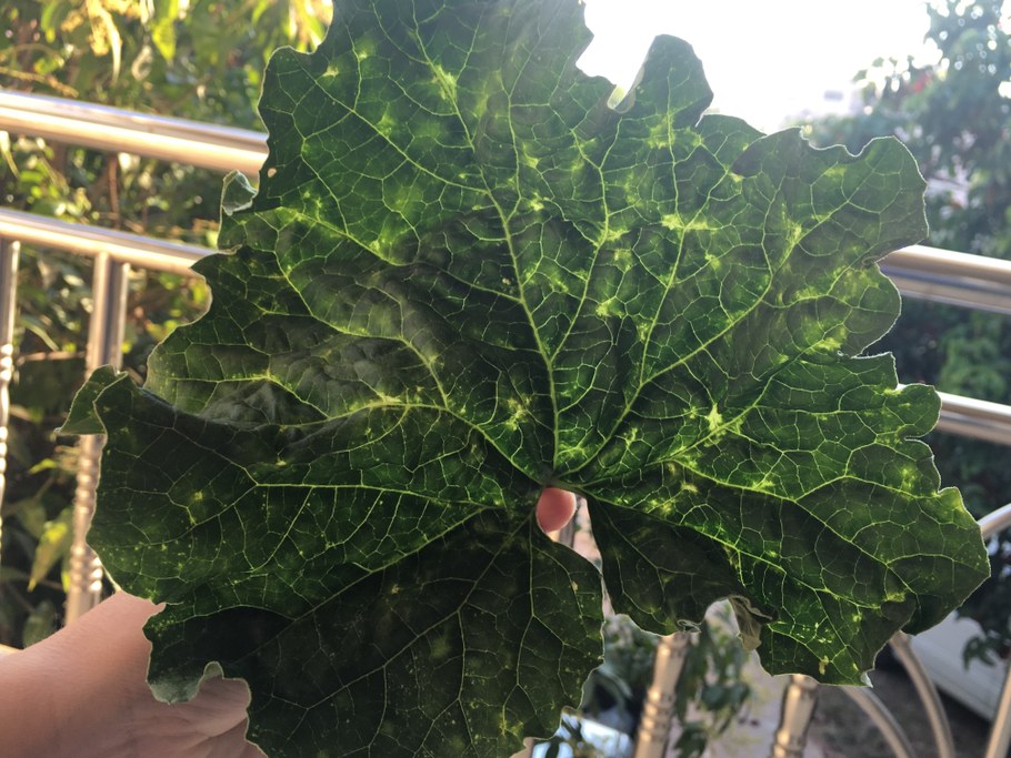 Evidence of plant virus. Image: Cristina Rosa