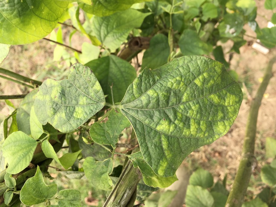 Evidence of plant virus in bean plant. Image: Cristina Rosa
