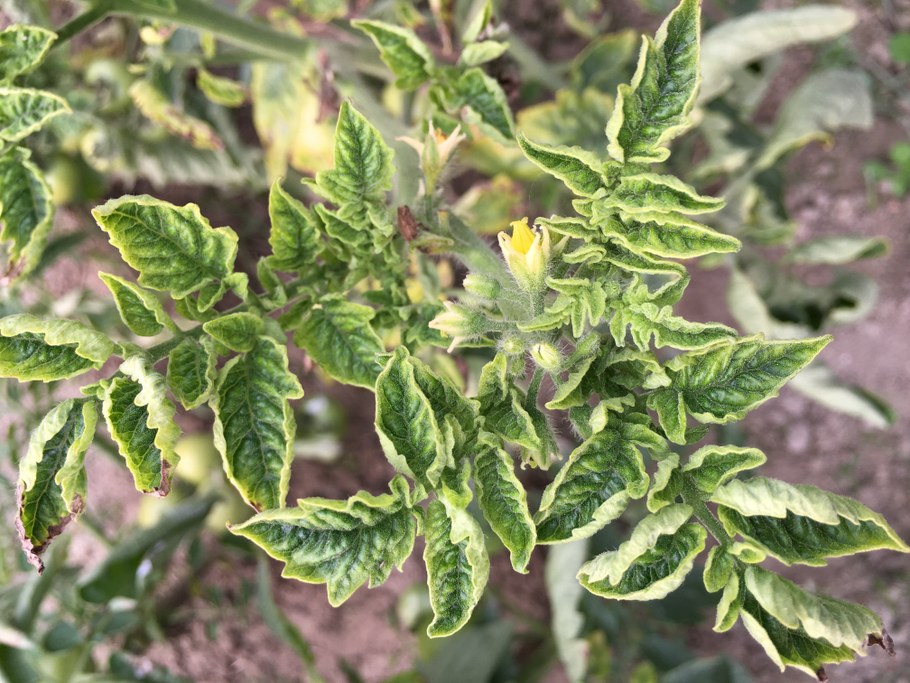 Evidence of plant virus in tomato plant. Image: Cristina Rosa